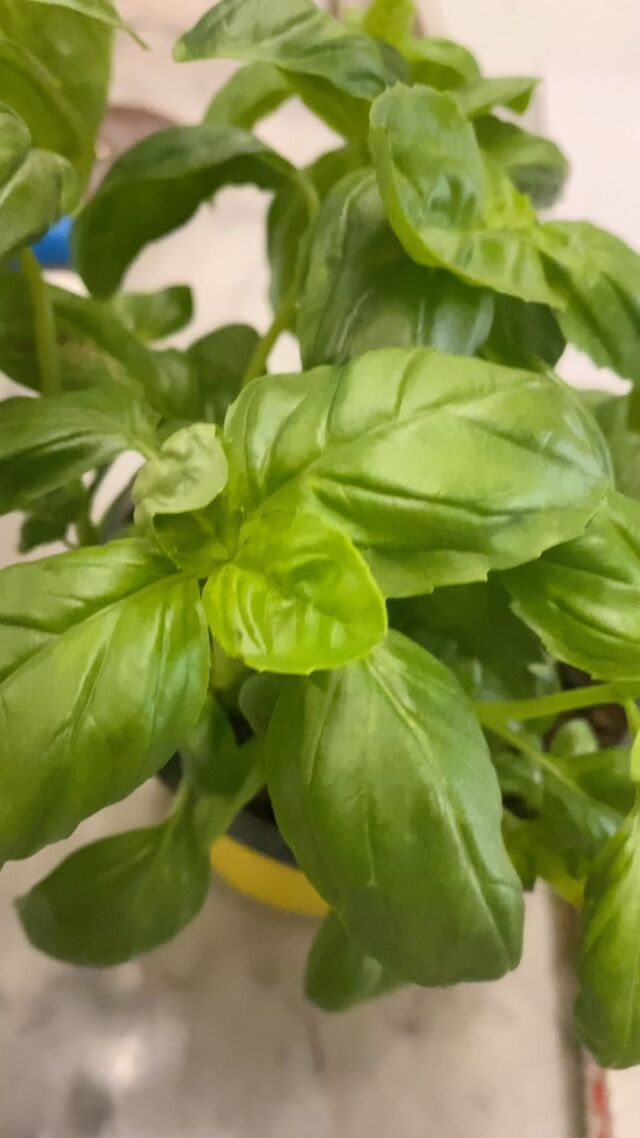 “Dalla freschezza del nostro basilico alla squisitezza sulla tua pizza! Con una base di salsa di pomodoro di San Marzano dell’agro sarnese Nocerino DOP, questa pizza è un’esplosione di autentico sapore italiano. La nduja piccante, la cremosa stracciatella e la dolcezza della cipolla di Calabria si uniscono per regalarti un’esperienza culinaria indimenticabile. 🌿🍕🔥 #freschezzaitaliana #pizzadelizia #basílico #sanmarzanodop #ndujacalabrese #stracciatella #cipolladicalabria