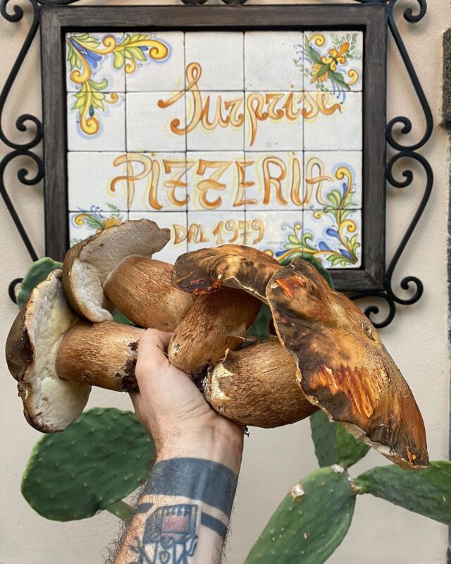 Stasera in pizzeria abbiamo un tocco speciale direttamente dalla natura 🙏#Pizzeria #PorciniFreschi #PizzaGourmet #SaporiDiStagione #FunghiPorcini #CucinaItaliana #GustoAutunnale #SaporiDallaNatura #PizzeriaArtigianale #FrescoEDelizioso
